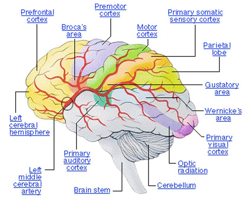 Human brain diagram